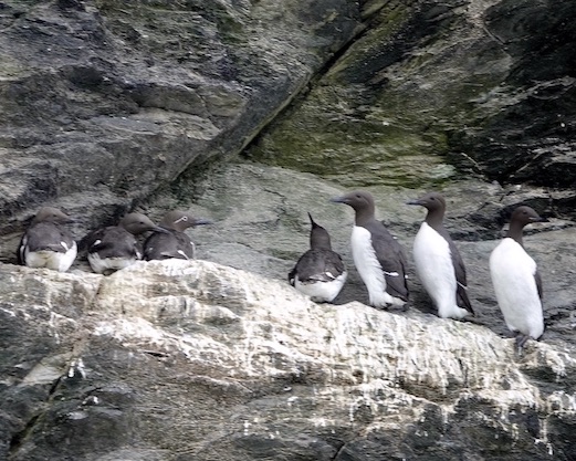 guillemot
